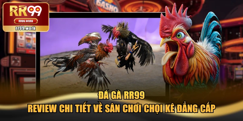 Đá Gà RR99 - Review Chi Tiết Về Sân Chơi Chọi Kê Đẳng Cấp